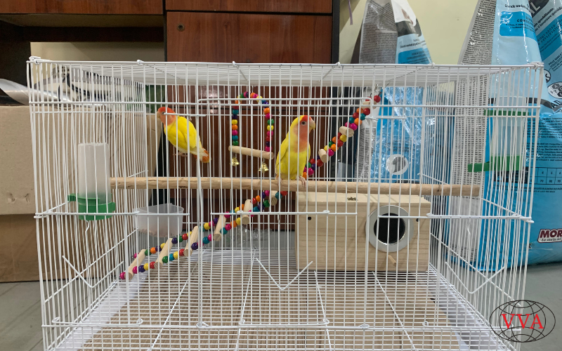 Hình 3: Vệ sinh lồng vẹt